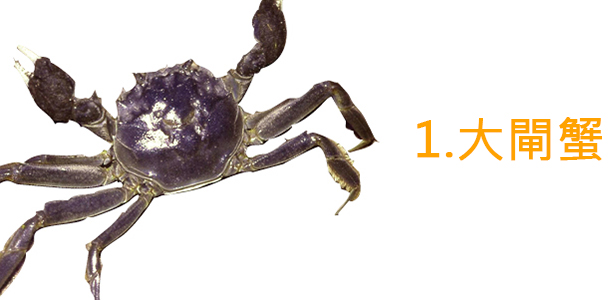 Alt Image Text